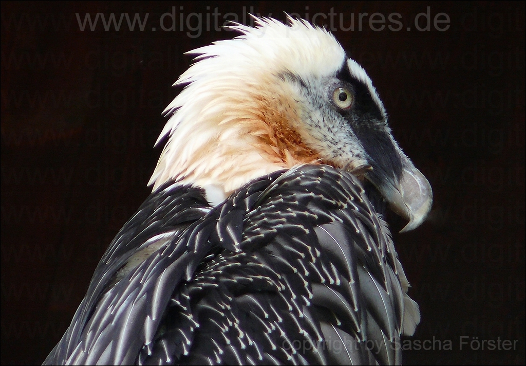 Bartgeier_bearded_vulture