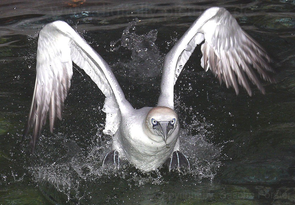 Basst�lpel