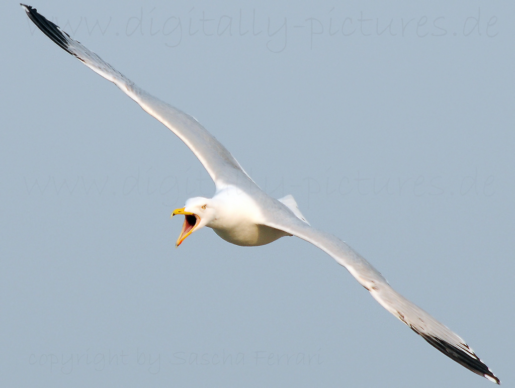 Sturmm�we_common_gull