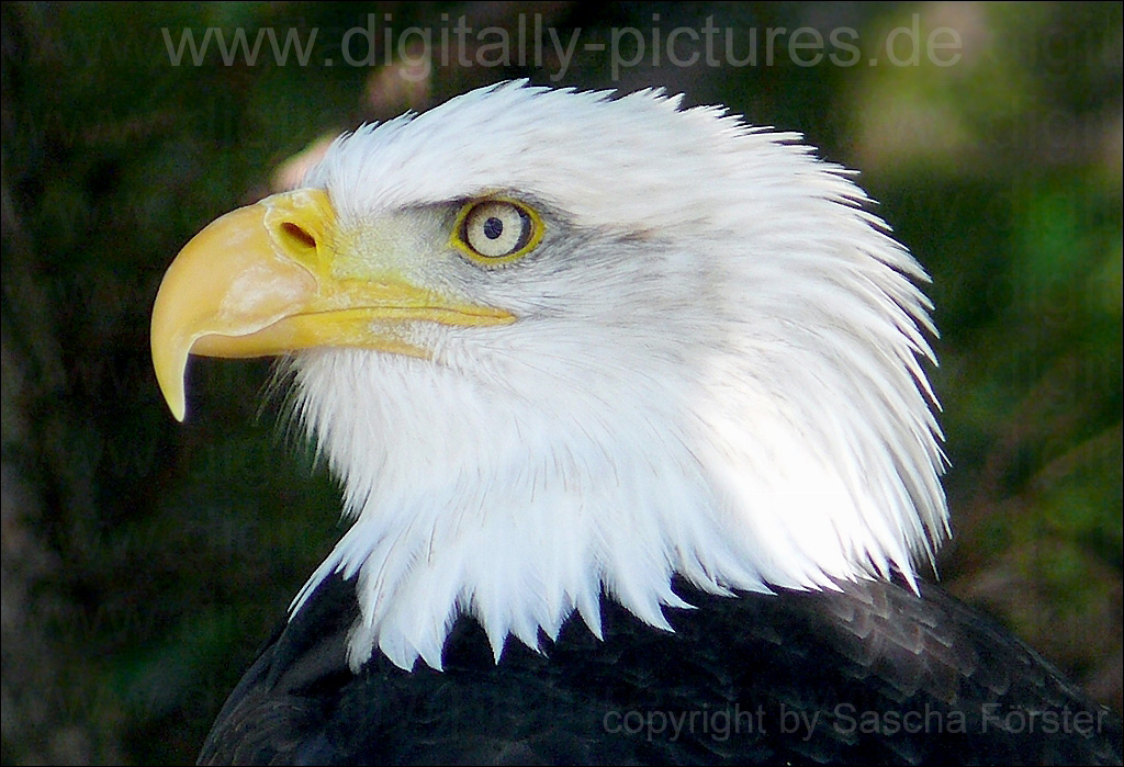 Wei�kopfseeadler