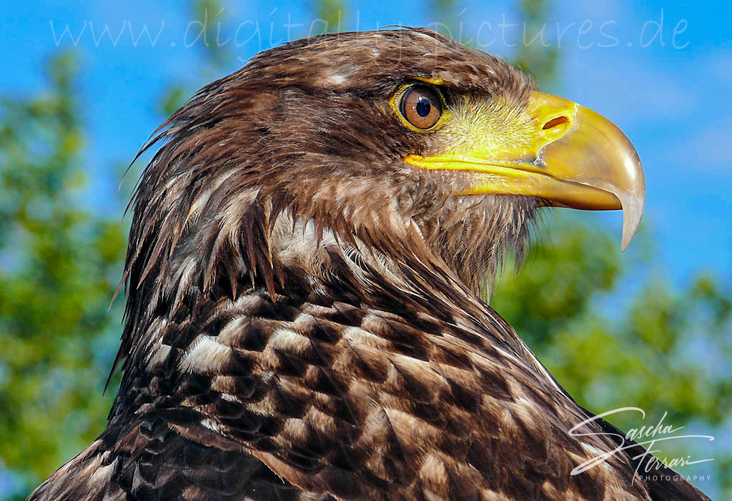 Weikopfseeadler