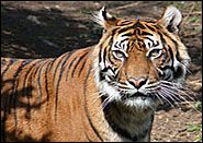 Sumatratiger Tiger