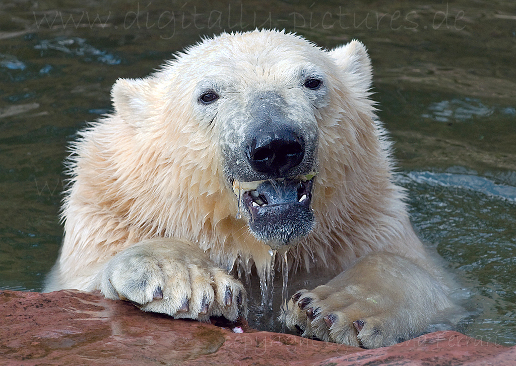 Eisbr Polarbr