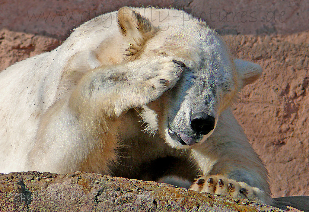 Eisbr Polarbr