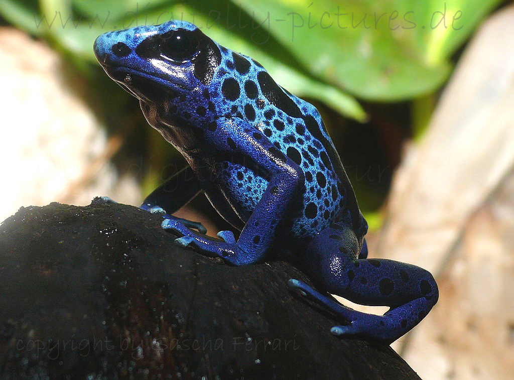 Giftfrosch