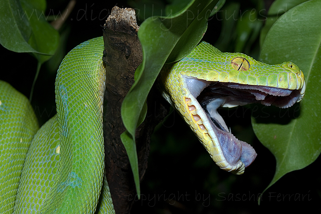 Grner Baumpython Python Schlange