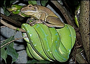 Riesenlaubfrosch Gruener Baumpython