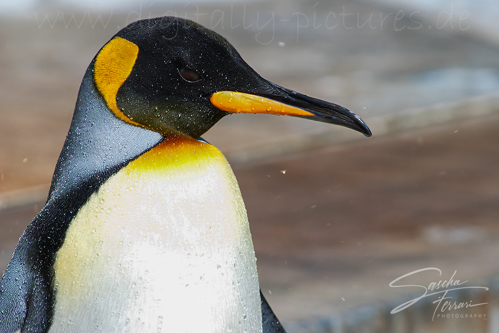 Knigspinguin