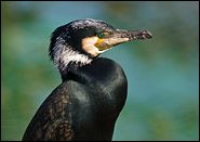 Kormoran