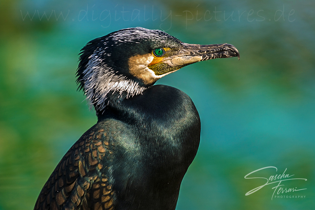 Kormoran