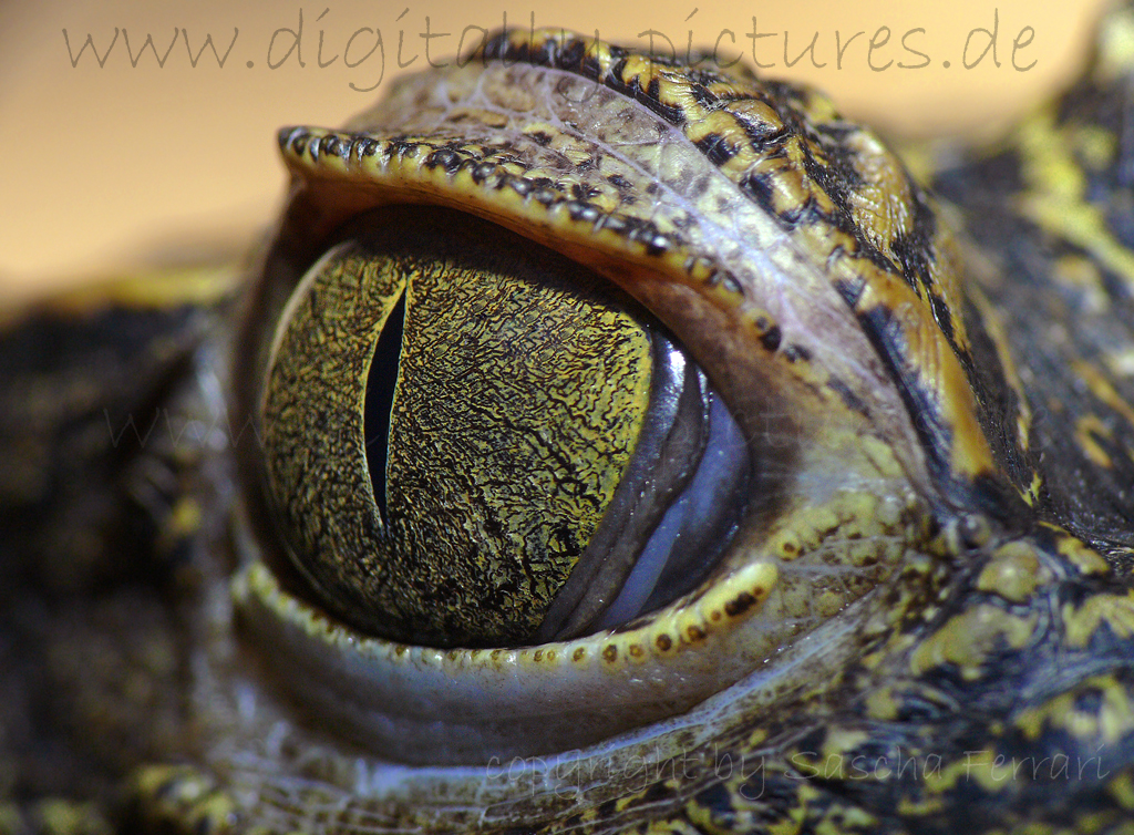 Krokodil Auge