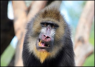 Mandrill