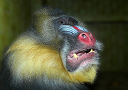 Mandrill