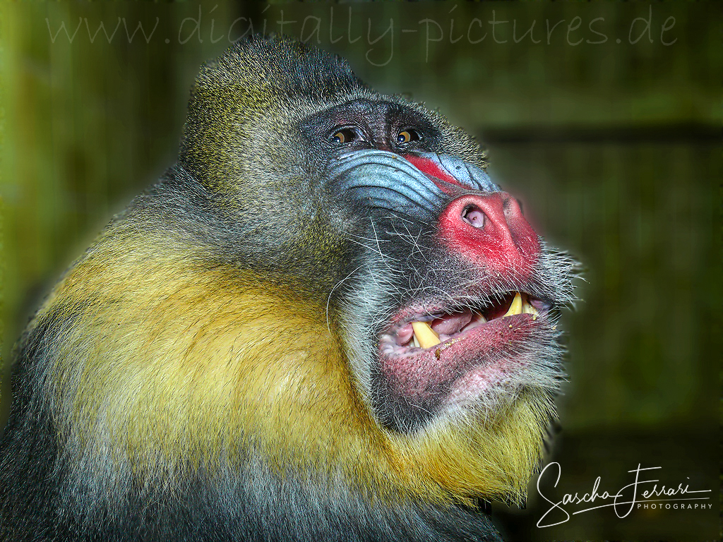 Mandrill