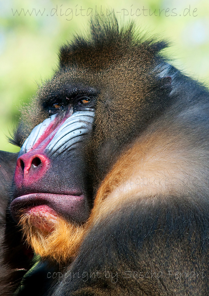 Mandrill