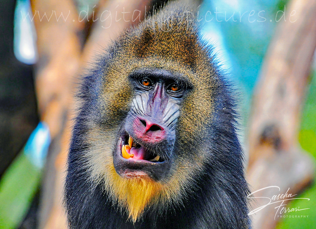 Mandrill