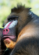 Mandrill