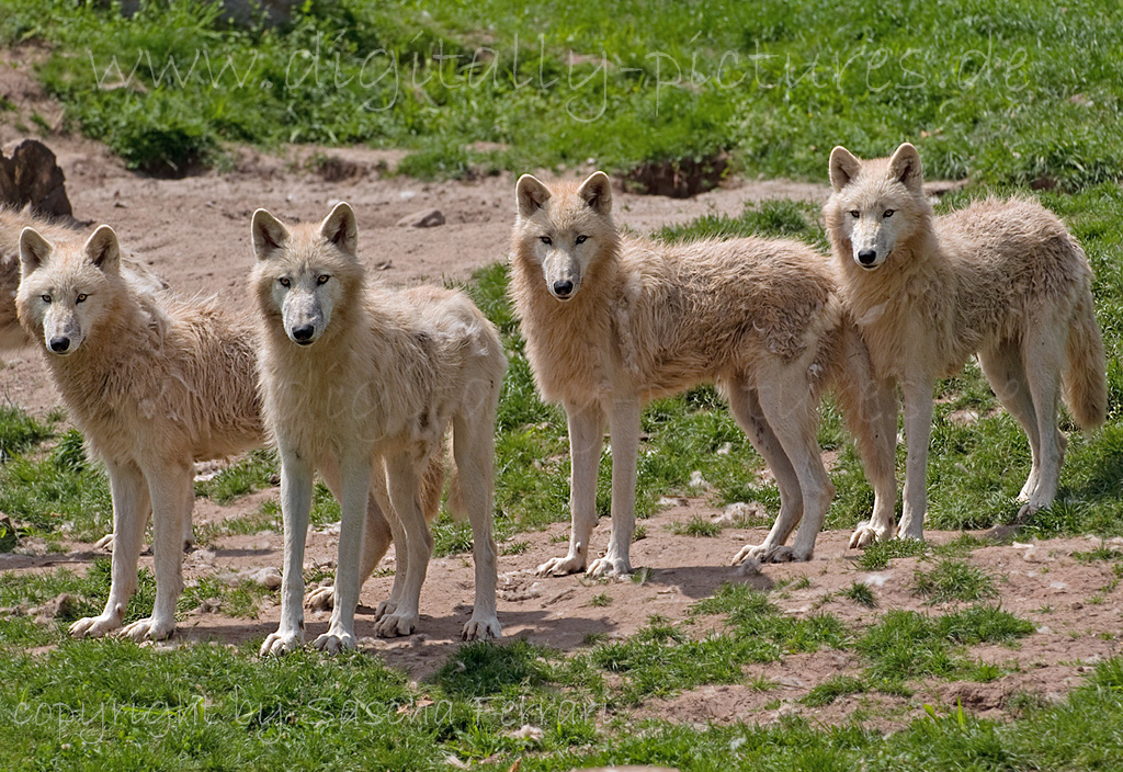Wolfsrudel