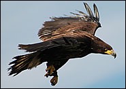 Seeadler