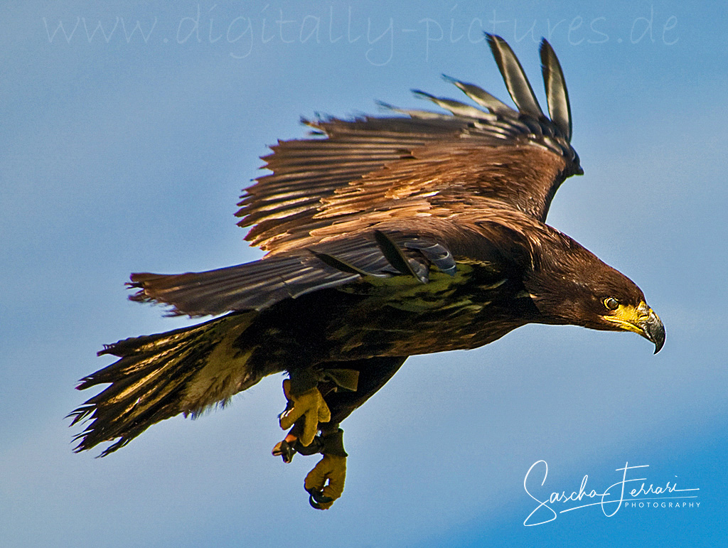 Seeadler Adler