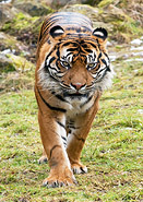 Sumatratiger