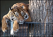 Sumatratiger Tiger