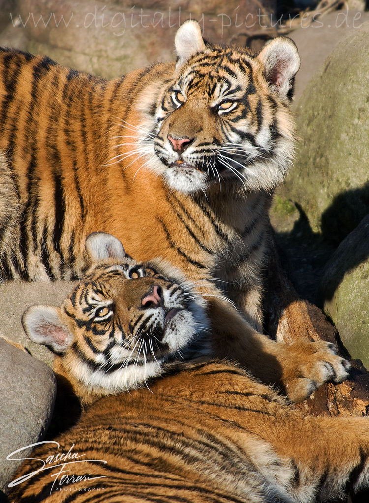 Tiger Sumatratiger