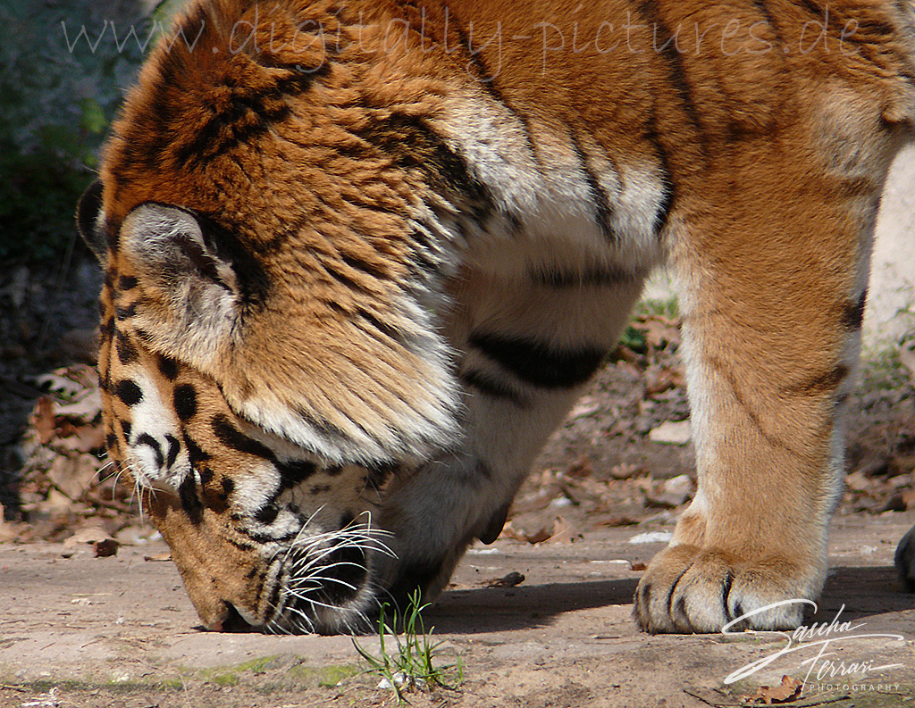 Tiger Sumatratiger