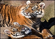 Sumatratiger Tiger