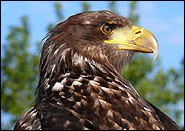 Weisskopfseeadler