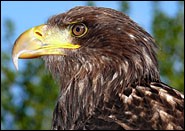 Weisskopfseeadler