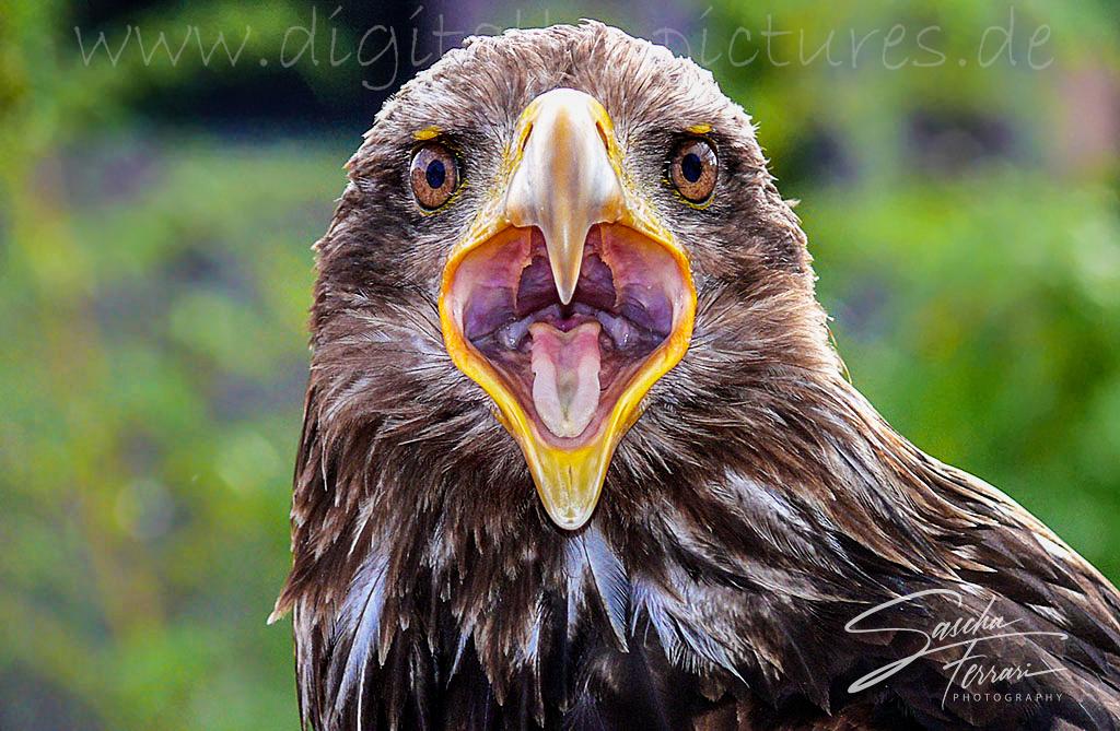 Weisskopfseeadler