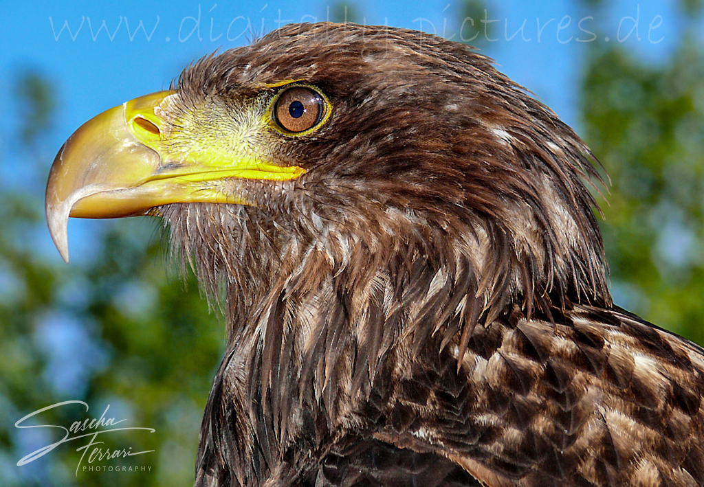 Weikopfseeadler
