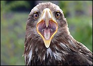 Weisskopfseeadler