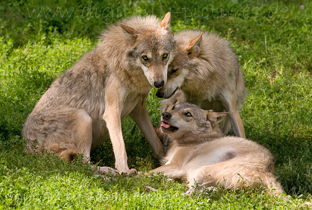 Wolfsrudel